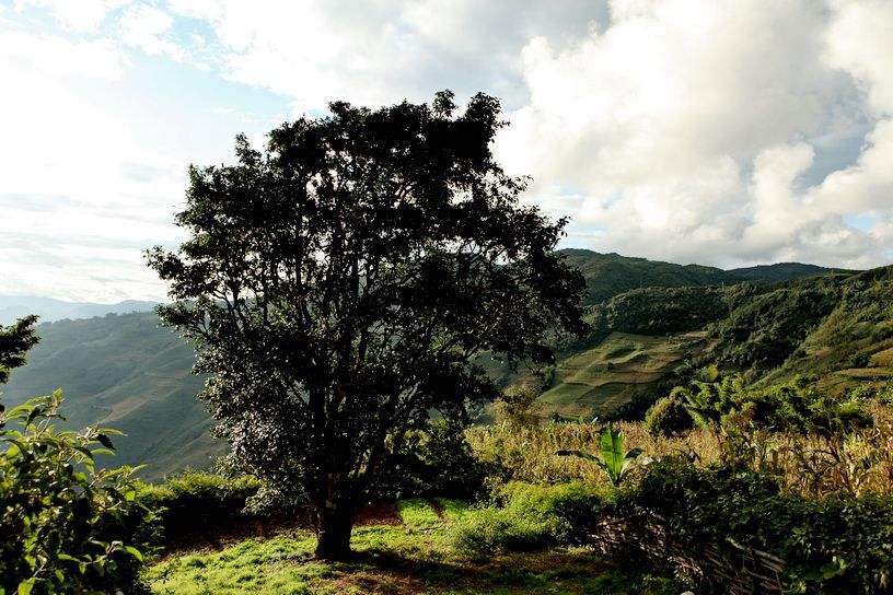 2022年邦崴古樹春茶特點？