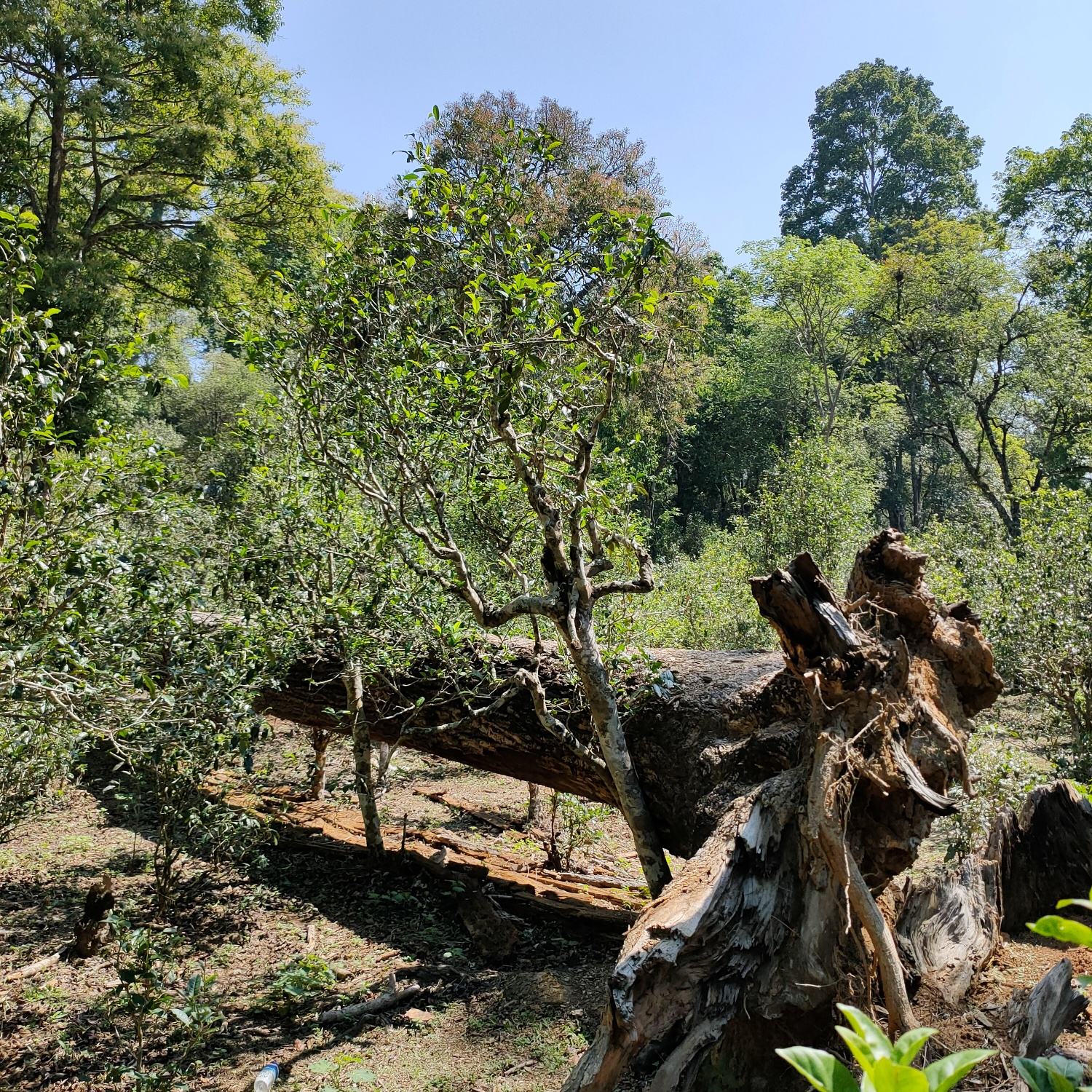 2022麻黑古樹春茶口感？