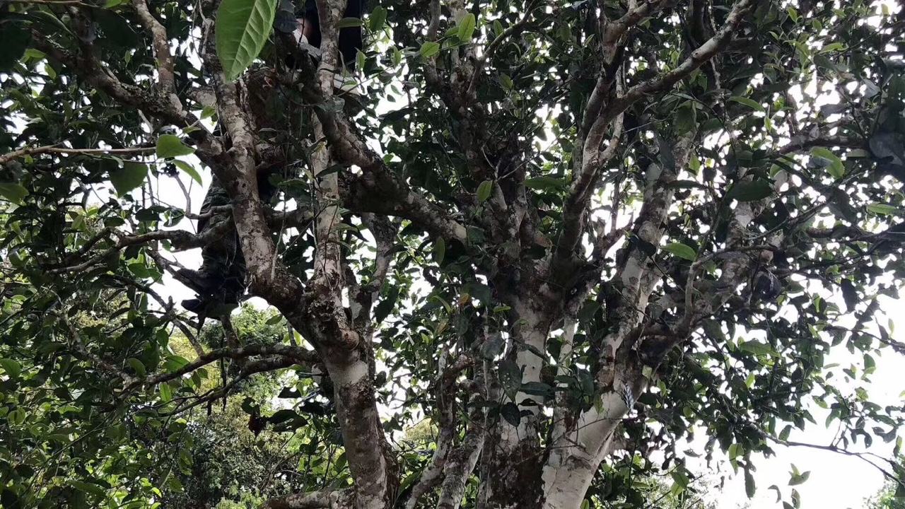 2022年麻黑古樹春茶價格？