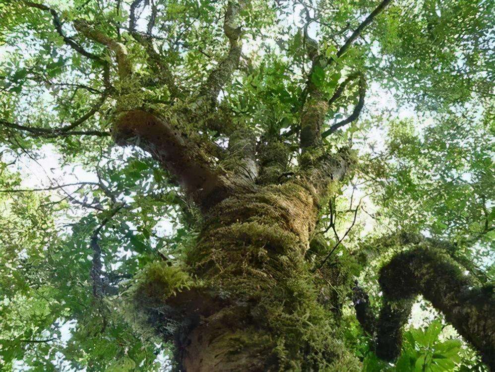 2022年落水洞古樹春茶特點？