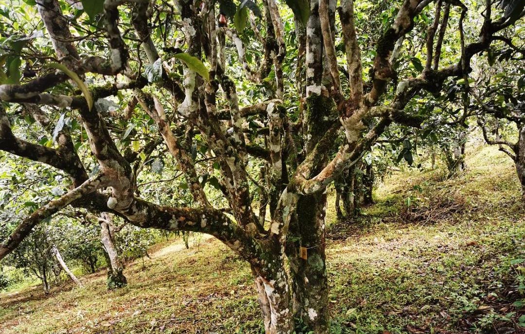 2022年落水洞古樹春茶價格？