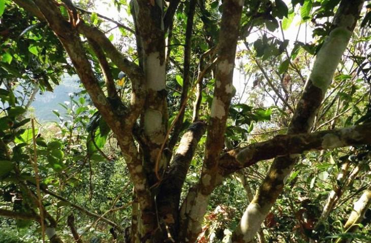 2022年大漆樹古樹春茶特點？