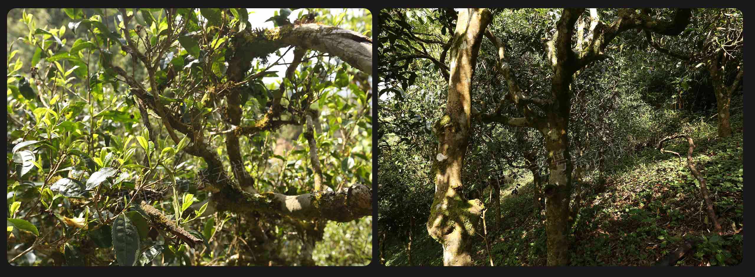 2022年大漆樹古樹春茶價格？