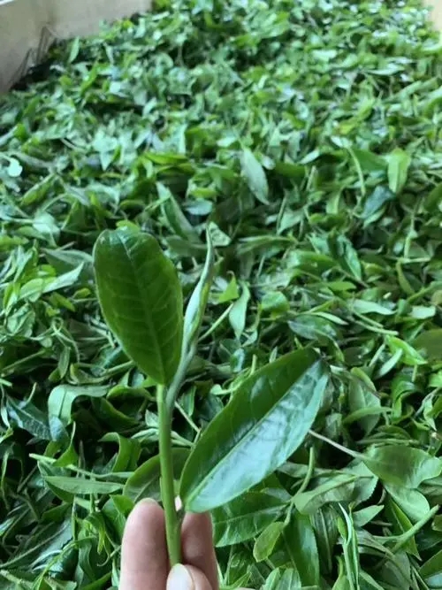 2022年彎弓古樹春茶口感？