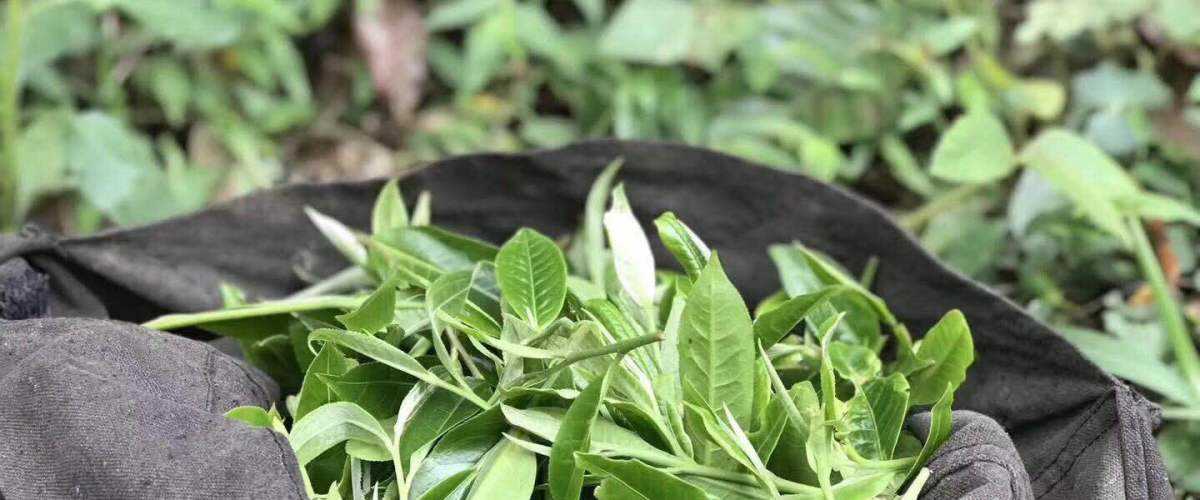 2022年白茶園古樹春茶口感？