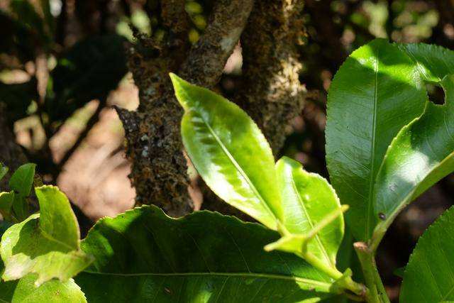 2022年白茶園古樹春茶價格？