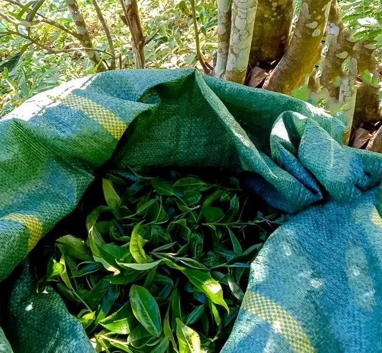 2022年鳳凰窩古樹春茶口感？