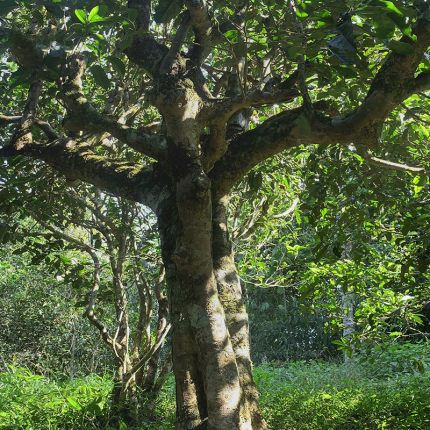 2022年鳳凰窩古樹春茶多少錢一公斤？