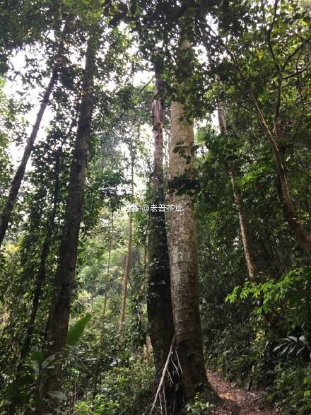 2022年刮風(fēng)寨茶王樹古樹春茶特點？