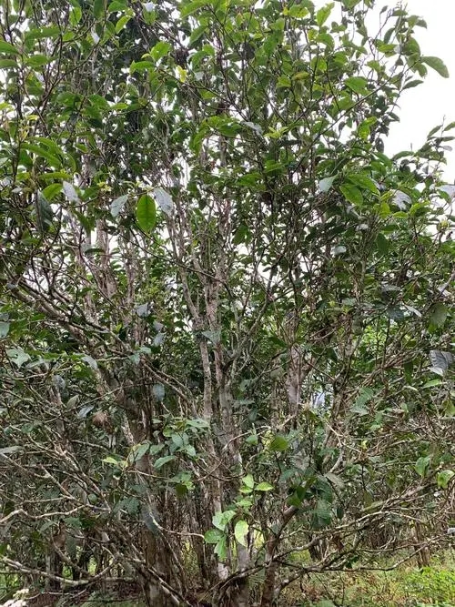 2022年刮風(fēng)寨茶王茶古樹春茶口感？