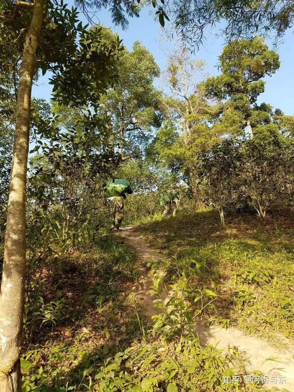 2022年刮風(fēng)寨茶王樹古樹茶多少錢一公斤？