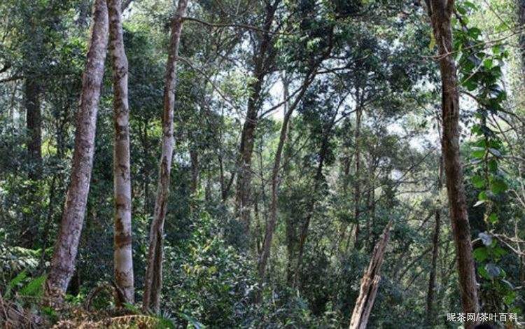 2022年冷水河古樹春茶特點(diǎn)？
