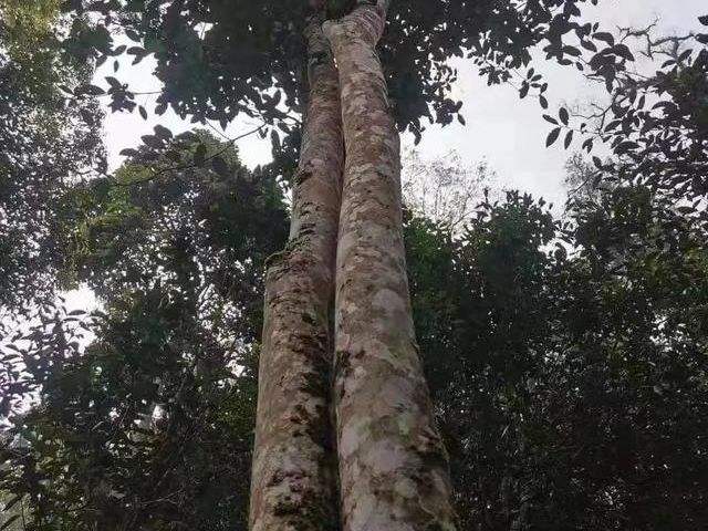 2022年冷水河古樹春茶口感？