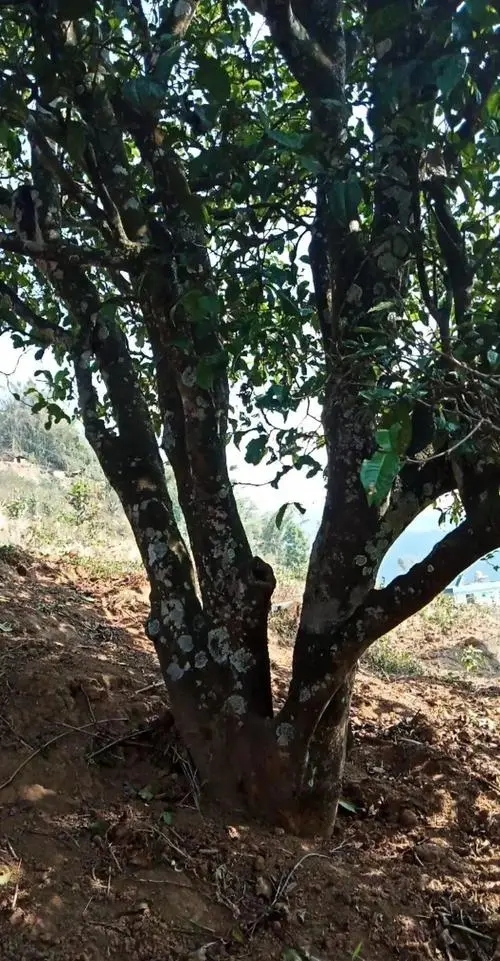 2022年冷水河古樹春茶多少錢一公斤？