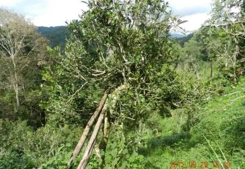 2022白沙河古樹春茶特點(diǎn)？