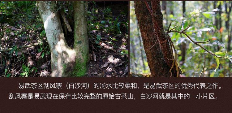 2022年白沙河古樹春茶口感？
