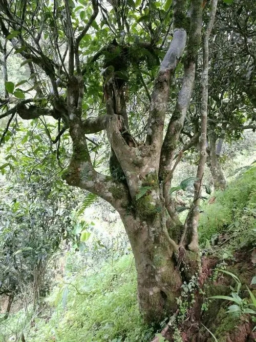 2022年黑水梁子古樹春茶特點(diǎn)？