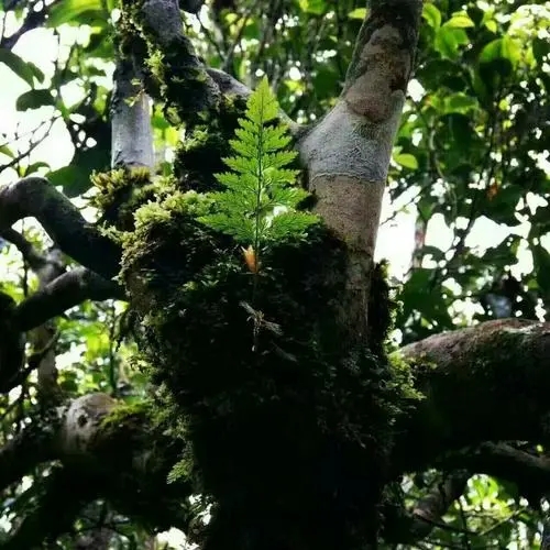 2022年黑水梁子古樹春茶價(jià)格？