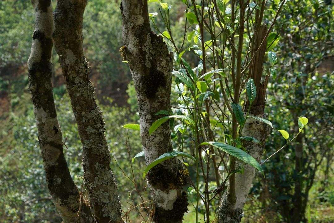 2022年黑水梁子——與你一起，走進(jìn)茶馬古道的源頭