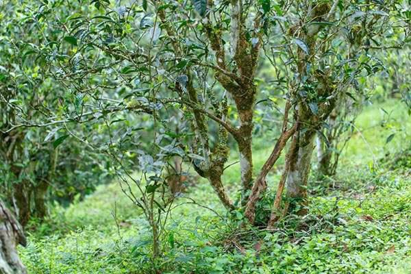 2022年刮風(fēng)寨茶坪古樹春茶口感？