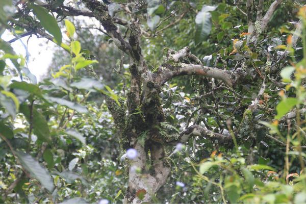 2022年茶氣狂野，香柔蜜韻的刮風(fēng)寨茶坪古樹茶