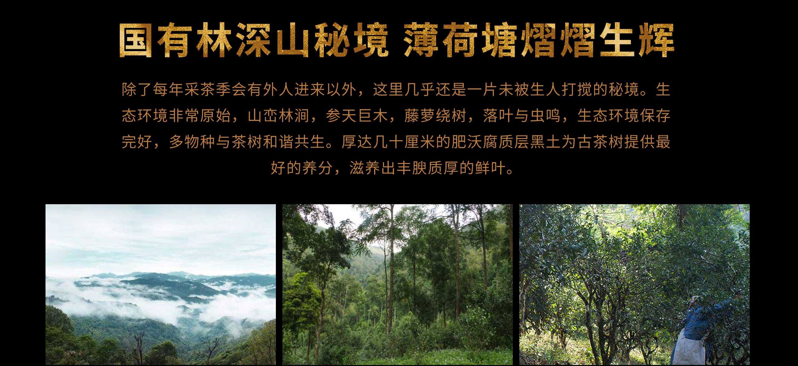 2022年薄荷塘古樹春茶特點(diǎn)？