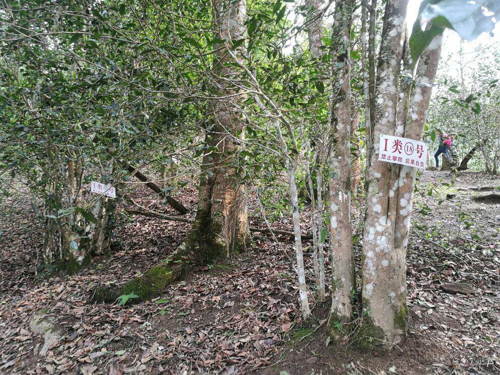 2022年薄荷塘古樹春茶口感？