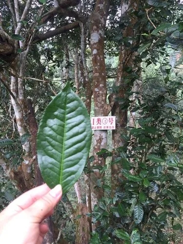 2022年薄荷塘古樹春茶價格？