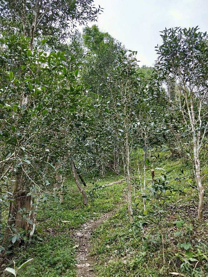 2022年多依樹古樹春茶特點(diǎn)？