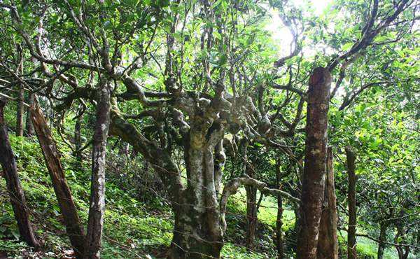 2022年多依樹古樹春茶口感？