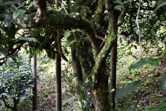 2022年多依樹古樹春茶多少錢一公斤？