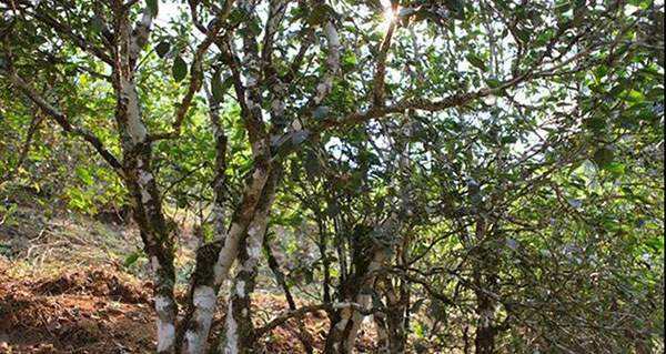 2022年易武張家灣古樹春茶口感？