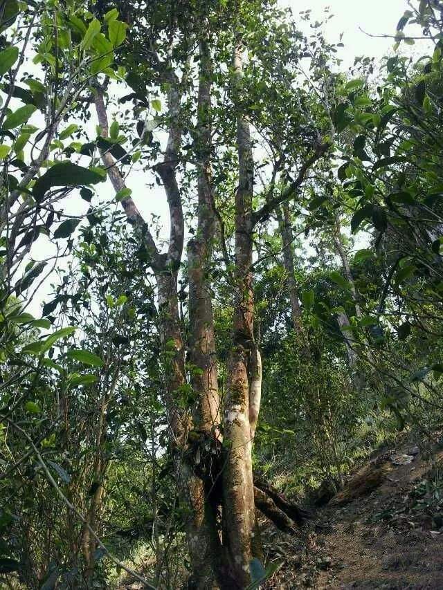 2022年一扇磨古樹春茶口感？