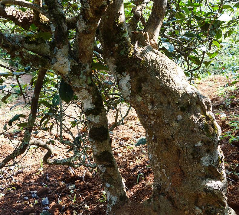 2022年一扇磨山林之息，雨林之味，原始之態(tài)