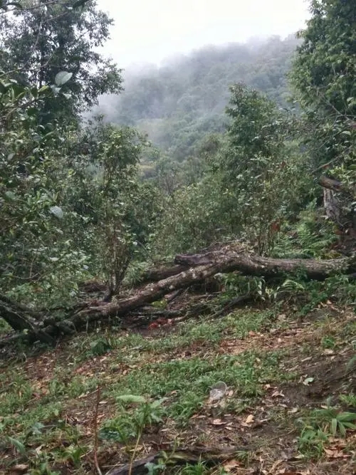 2022年一扇磨古樹春茶價格？