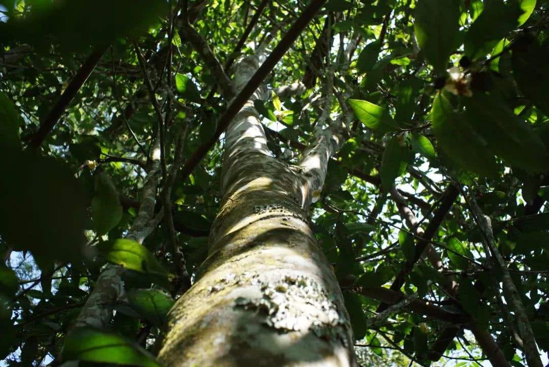 2022年香椿林古樹春茶口感？