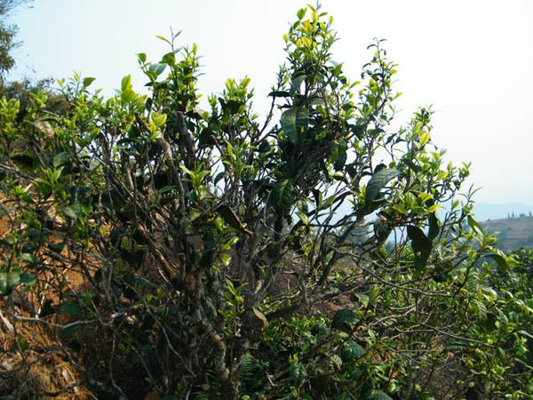 2022年香椿林古樹春茶價格？