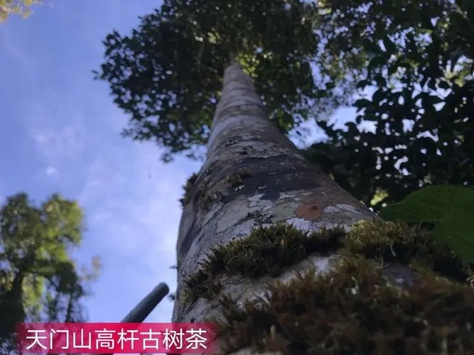 2022年天門山古樹春茶特點？