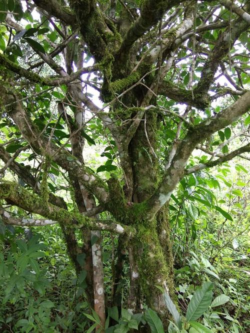 2022年高山寨古樹春茶口感？