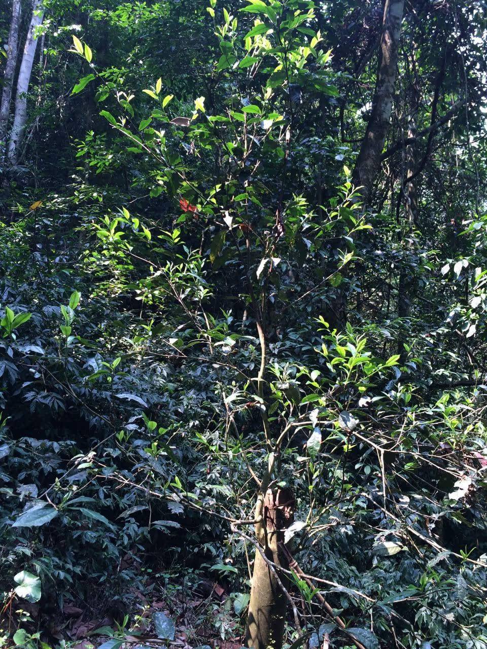 2022年高山寨古樹春茶多少錢一公斤？