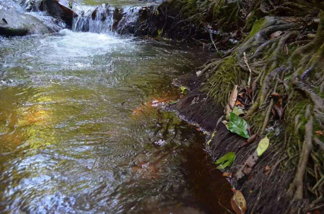 2022年銅箐河古樹春茶口感？