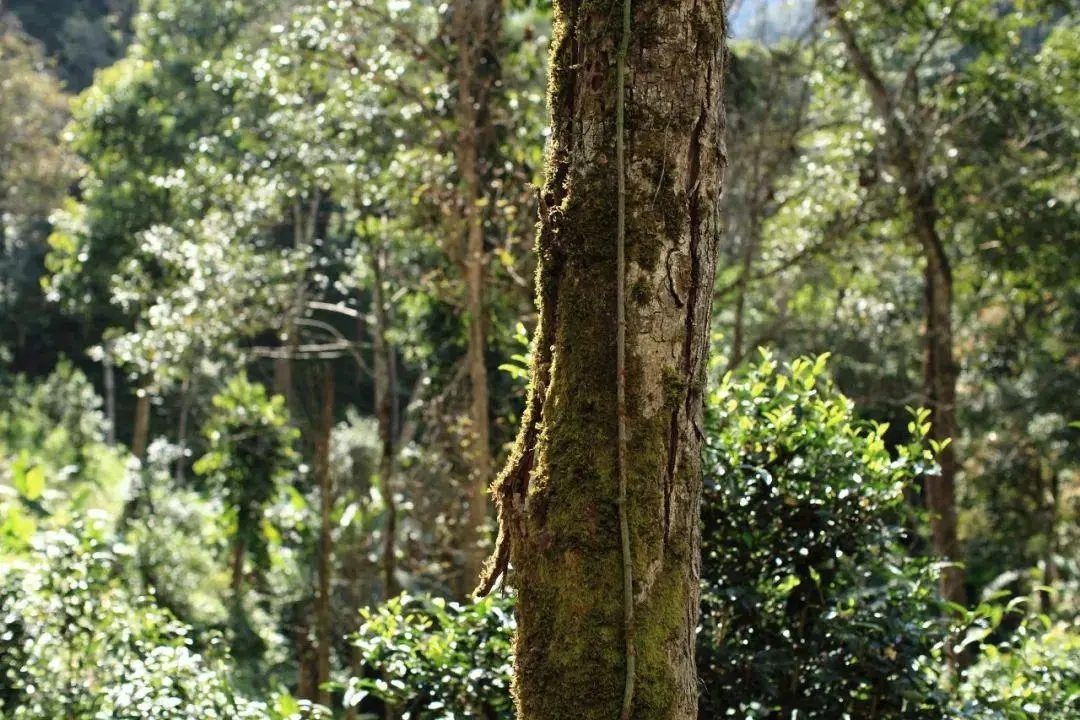 2022年百花潭古樹春茶口感？