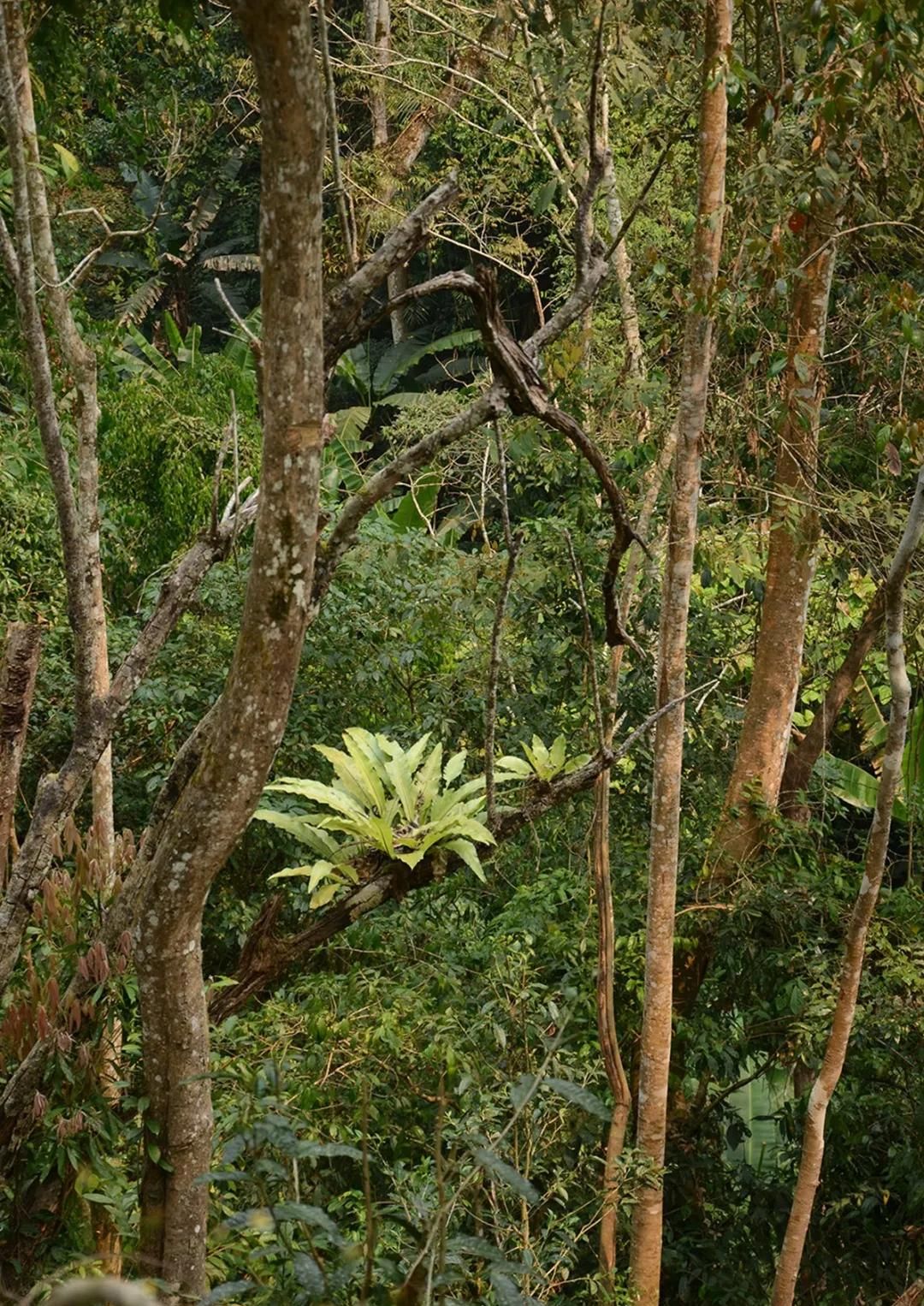 2022年百花潭古樹春茶多少錢一公斤？