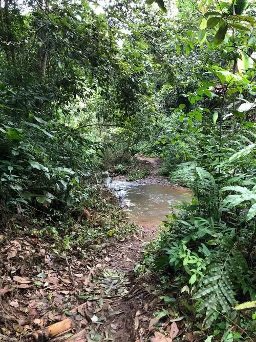 2022年蟒蛇箐古樹春茶價格？