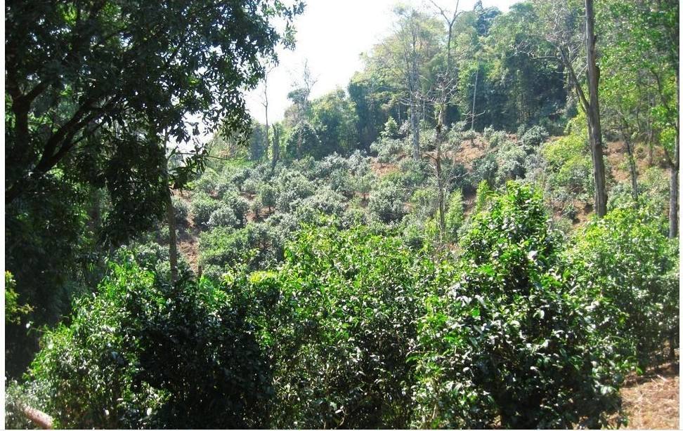 2022年大黑樹林古樹春茶口感？