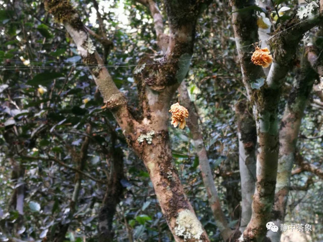 2022年大黑森林古樹春茶多少錢一公斤？