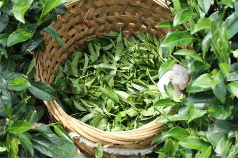 2022年曼松古樹春茶價格？