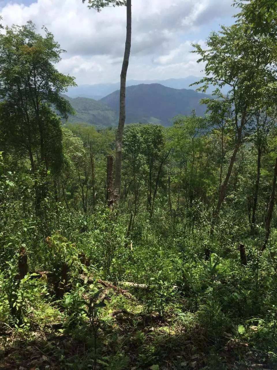 2022年一泡曼松古樹春茶？一飲帝王味……