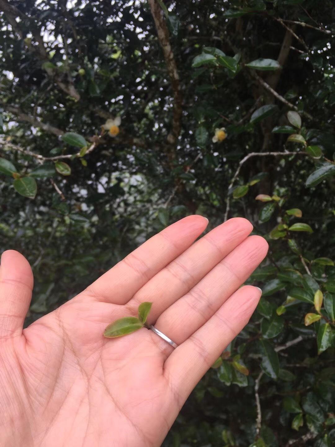 2022年倚邦貓耳朵古樹春茶價格？