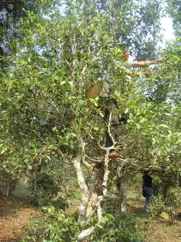 2022年蠻磚古樹春茶價(jià)格？